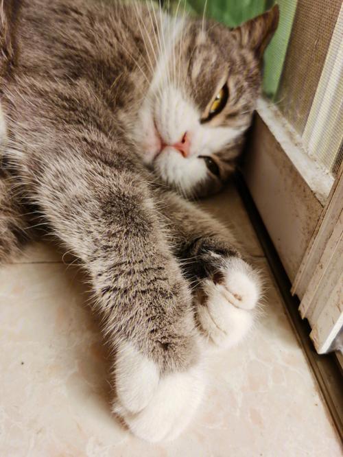 2025新澳门正版免费大全小龙女和肥猫一年多减重16斤与肥猫一年多减重16斤正常吗