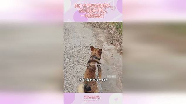 7777788888新版跑狗资料和狗闯村民家咬伤女童与村里的狗咬人,应该找谁解决